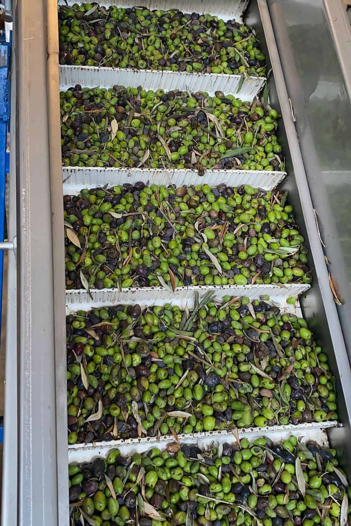 Taking olives to be processed into olive oil
