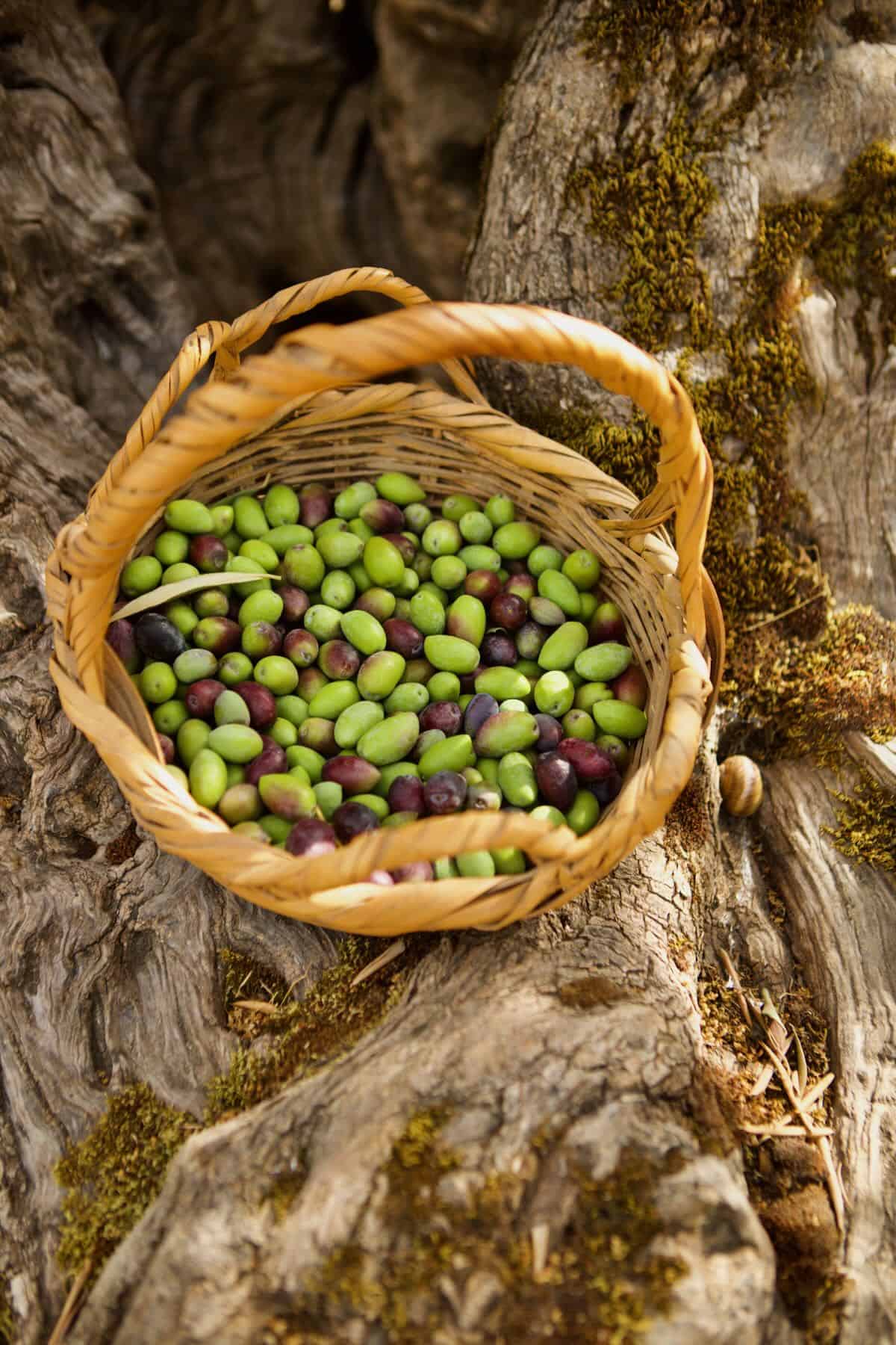 A basket with freshly picked olives
