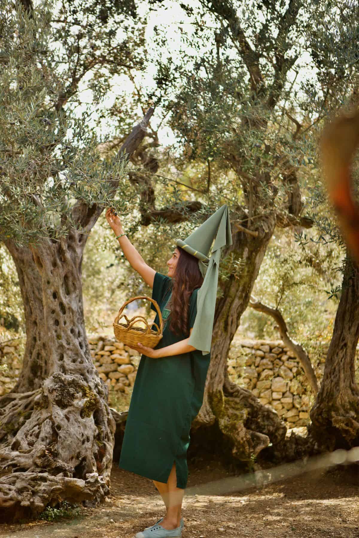 Samira picking olives