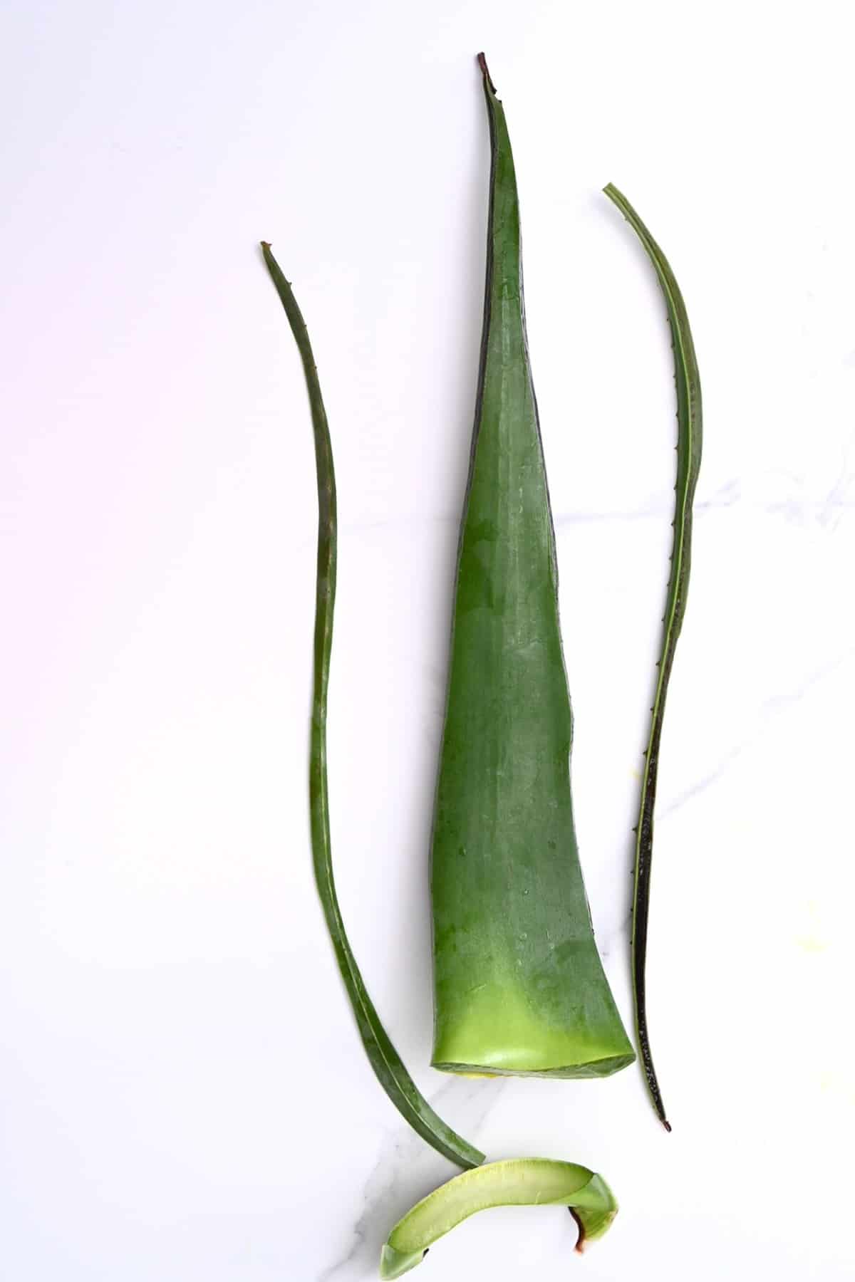 Aloe vera leaf with cut edges