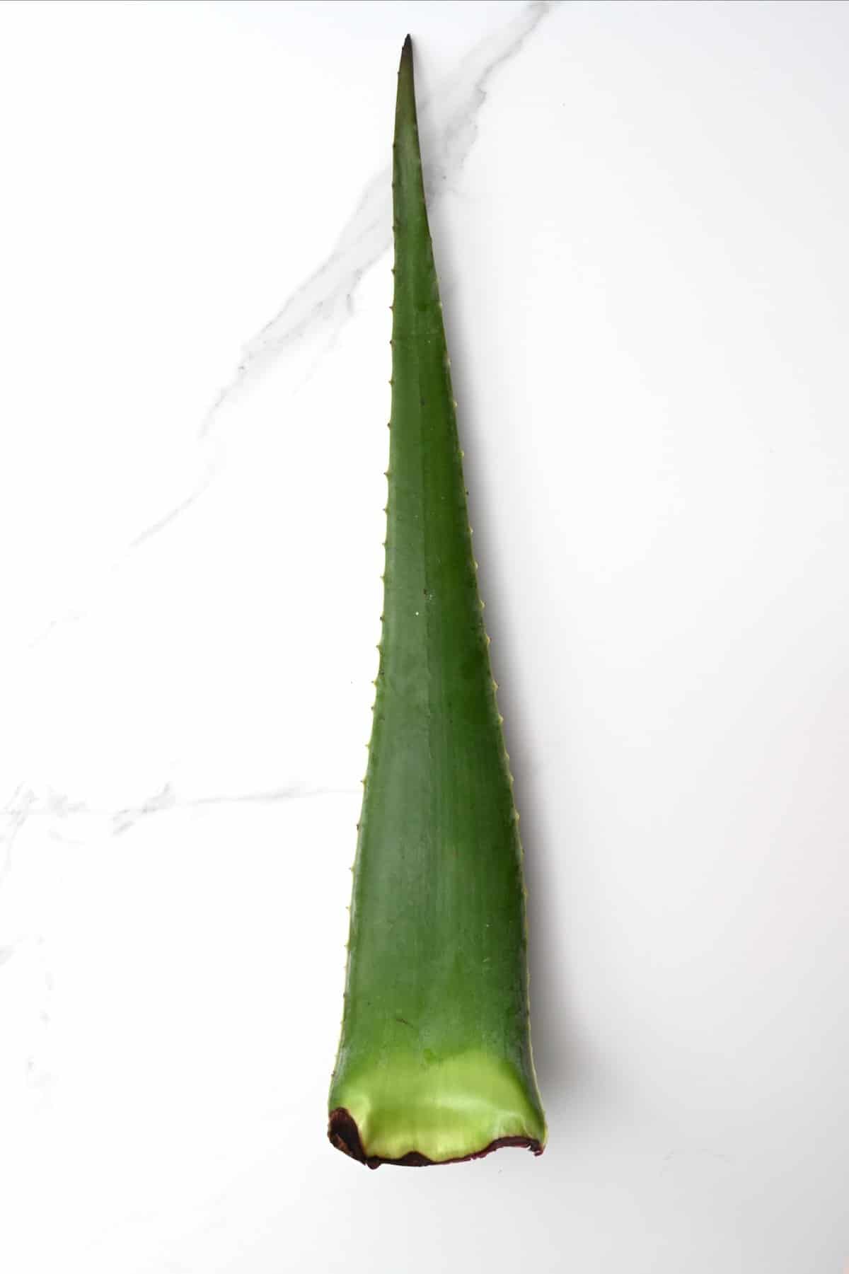 Aloe vera leaf