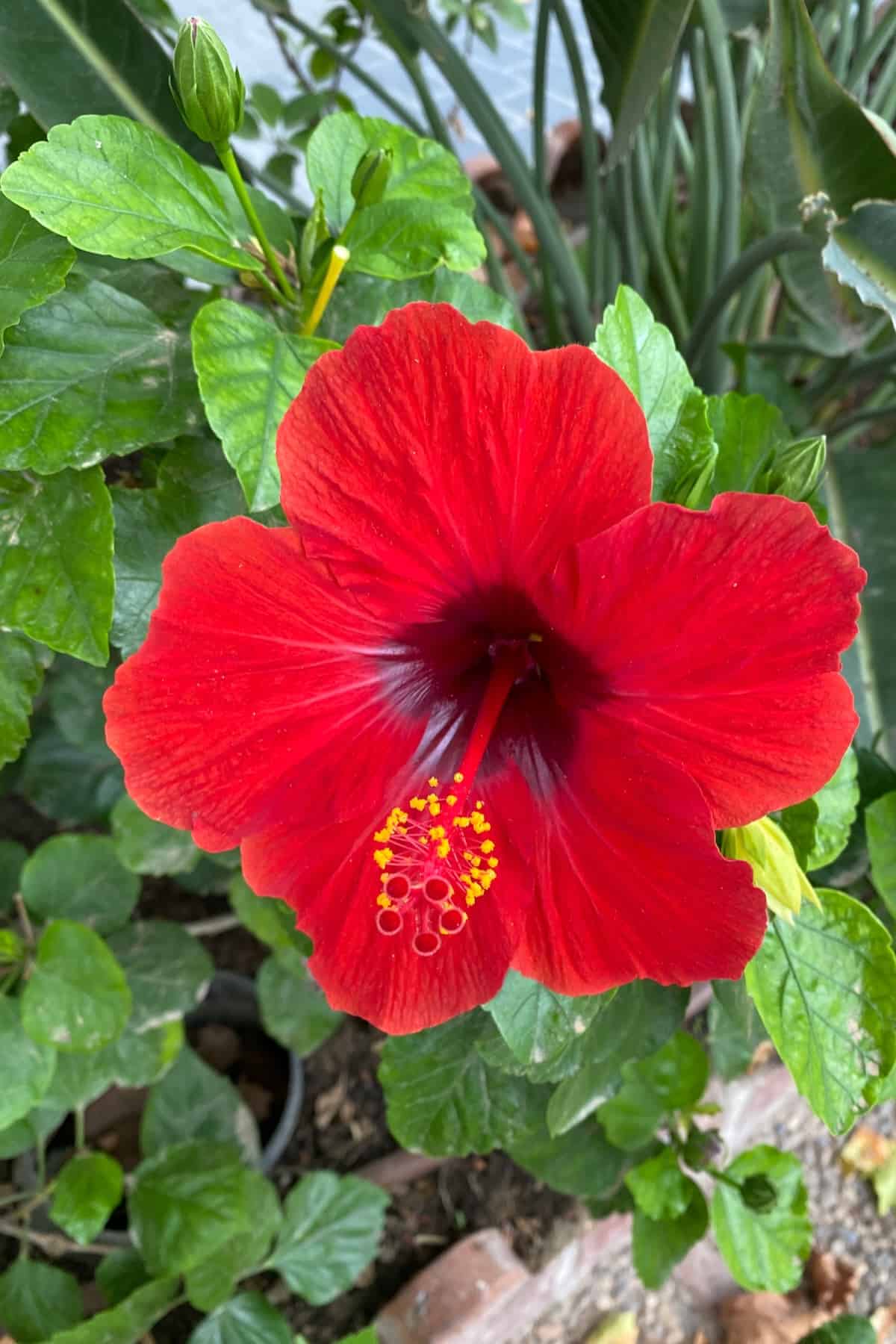 Red hibiscus flower on the plant