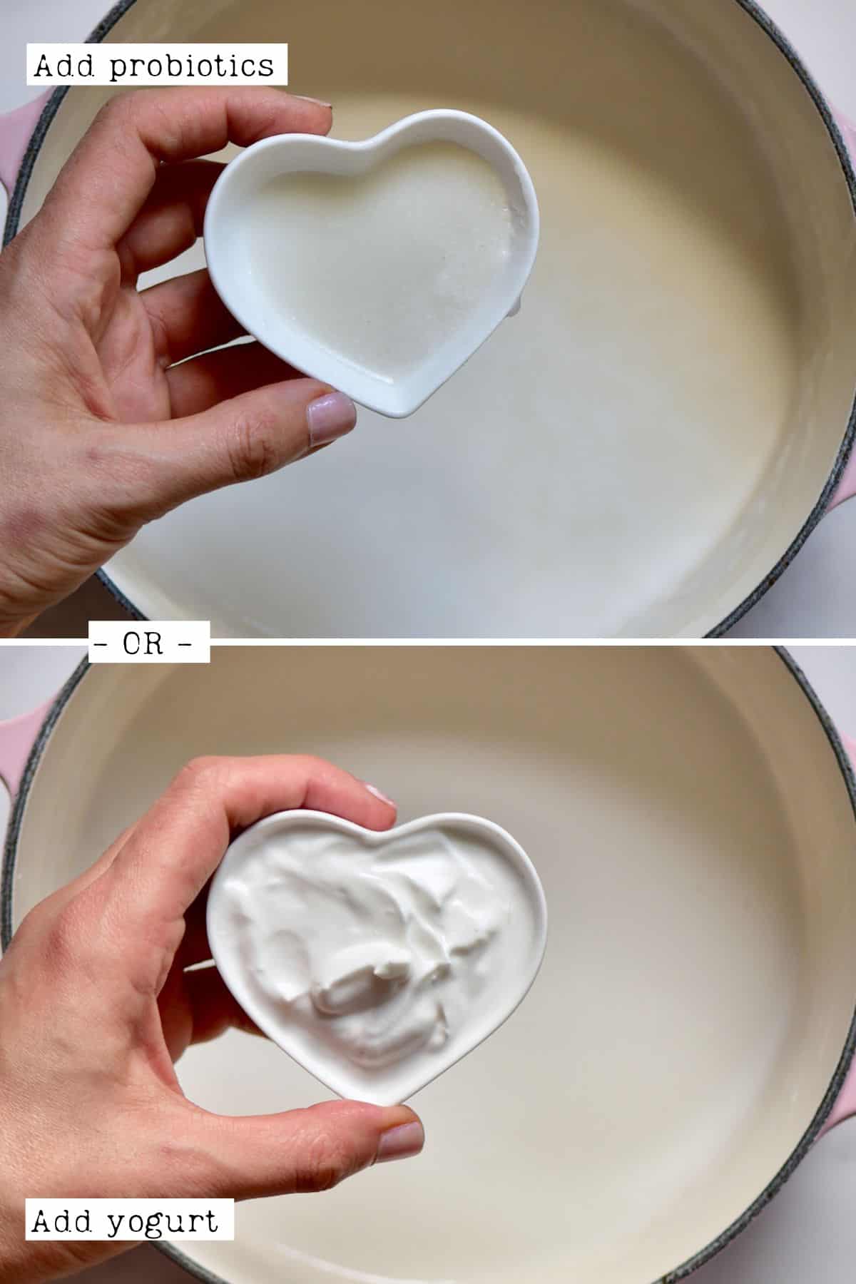 Steps for adding yogurt starter to coconut milk