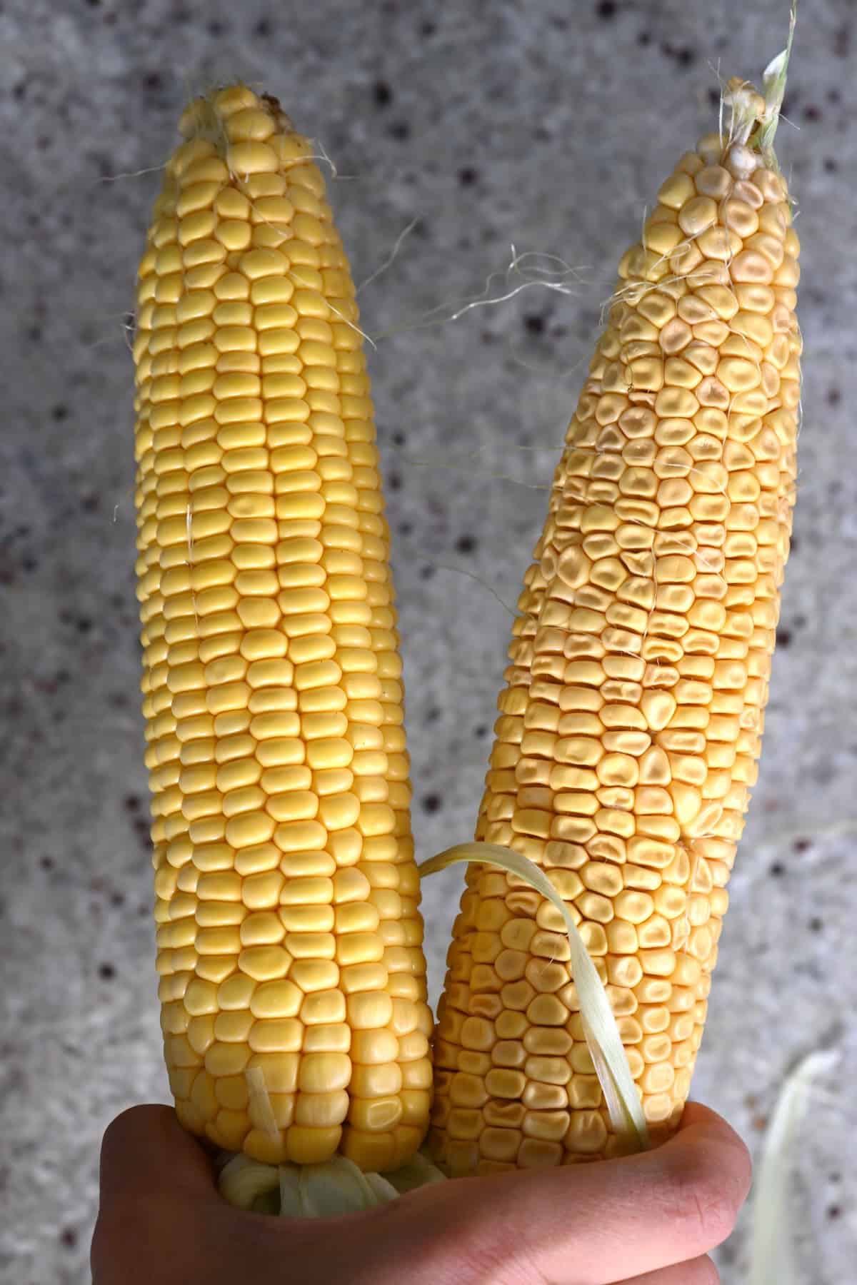 A fresh ear of corn and a shriveled one