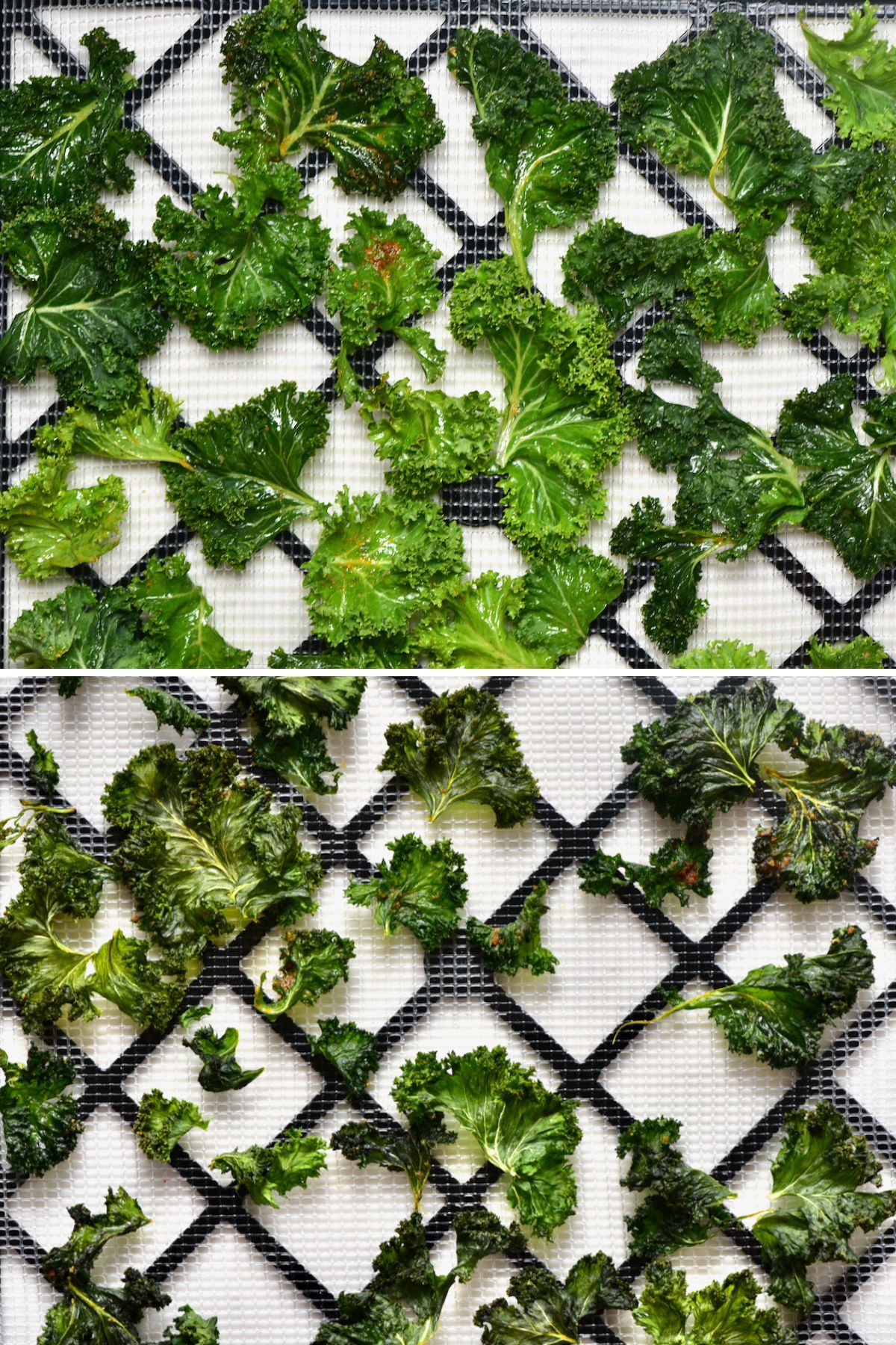 Before and after baking kale chips
