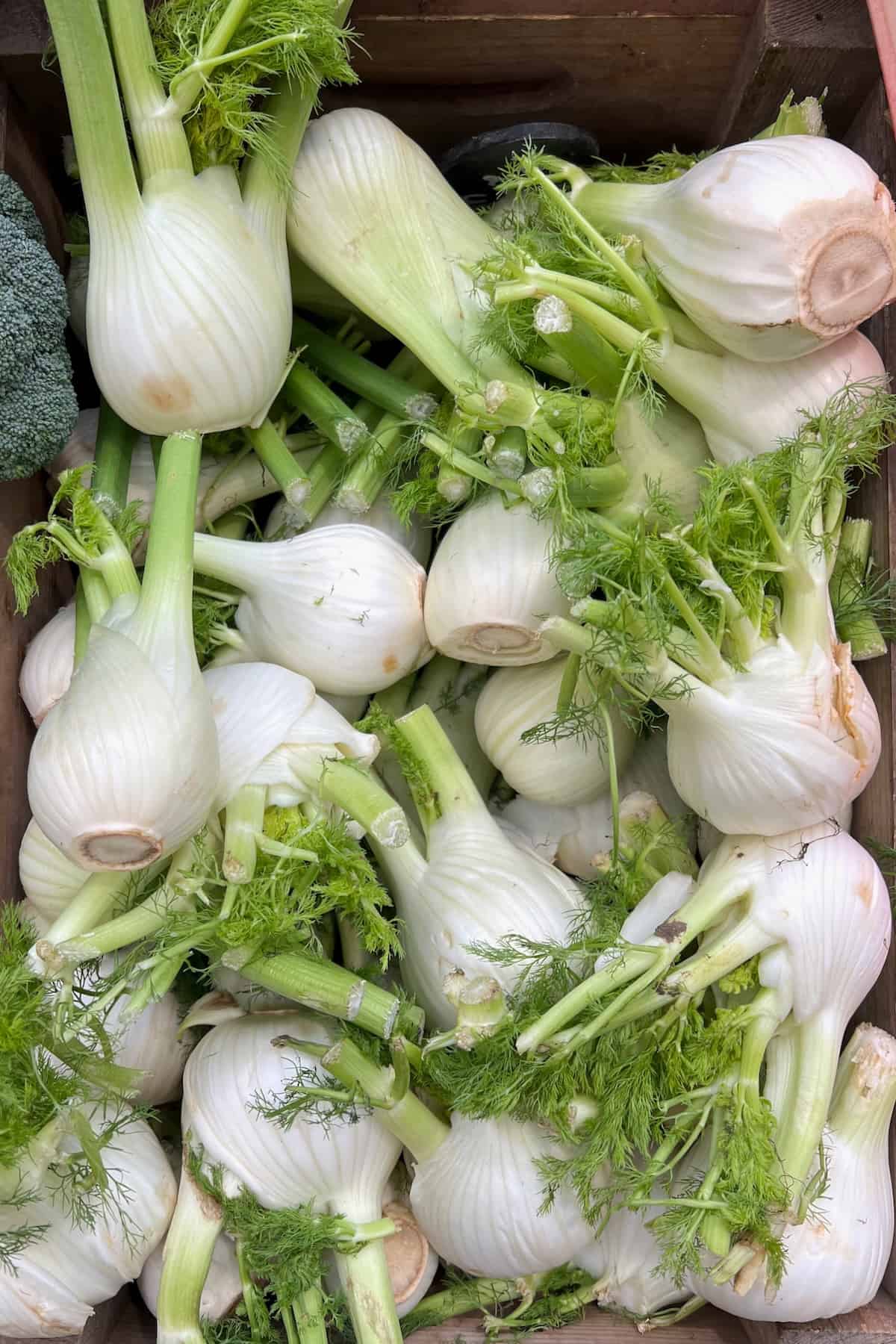 A bunch of fennel vegetables