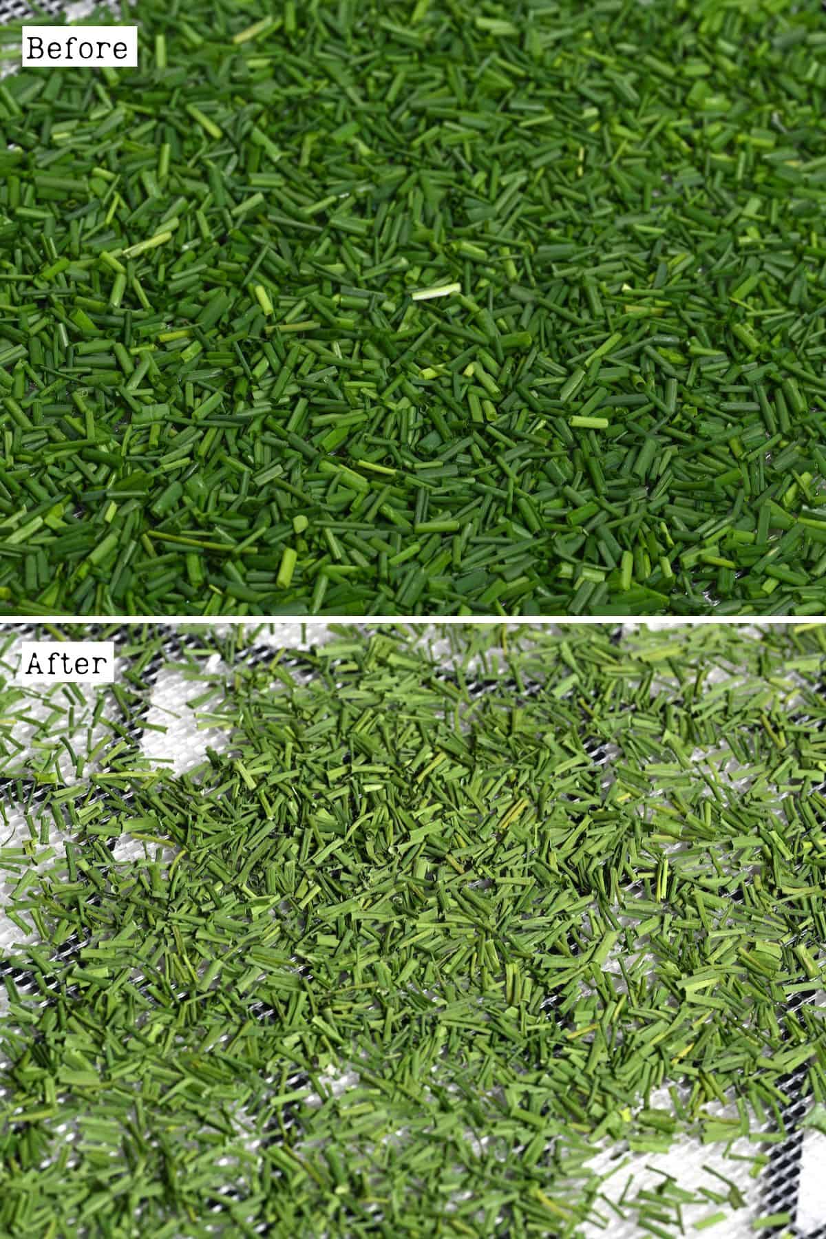 Before and after dehydrating chives