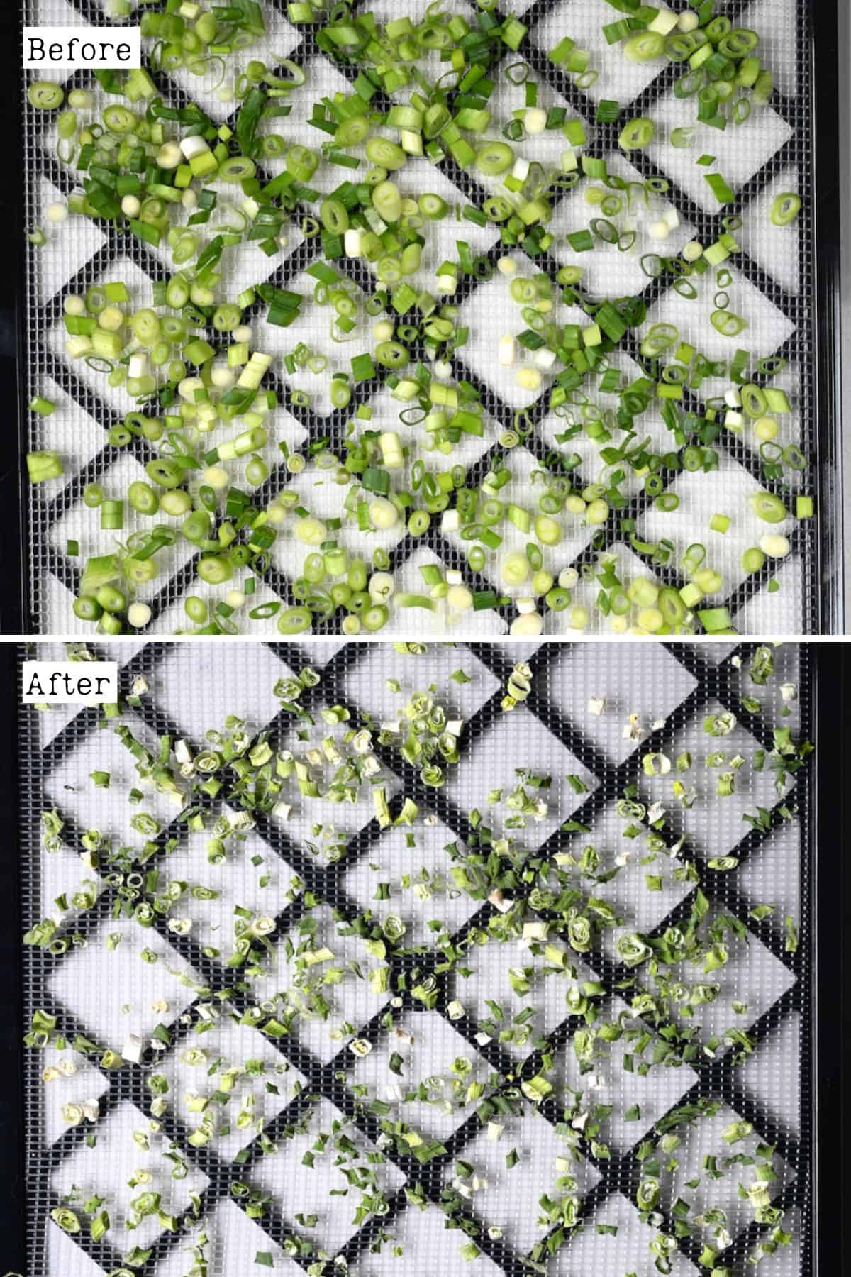 Before and after dehydrating green onions