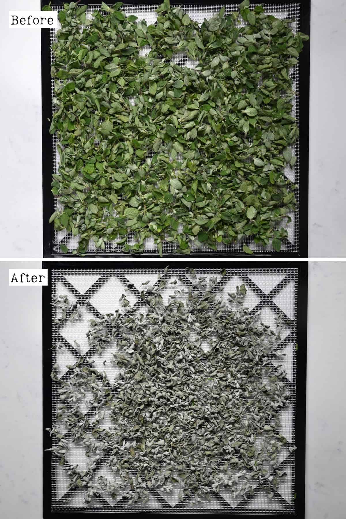 Before and after drying oregano