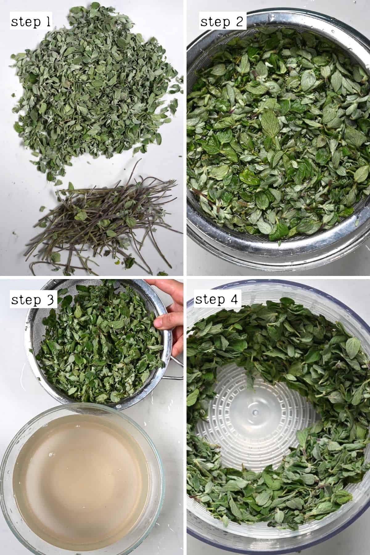 Steps for cleaning oregano