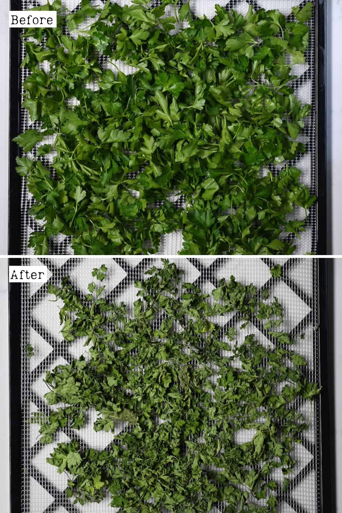 Before and after dehydrating parsley
