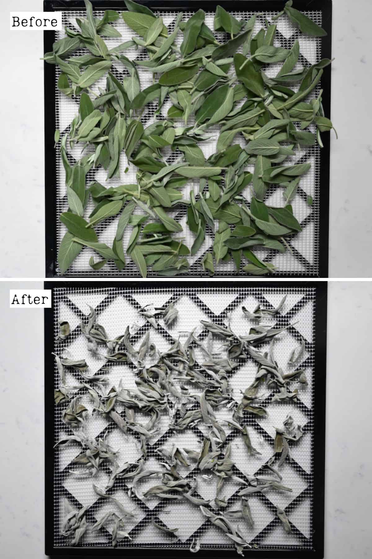 Before and after drying sage