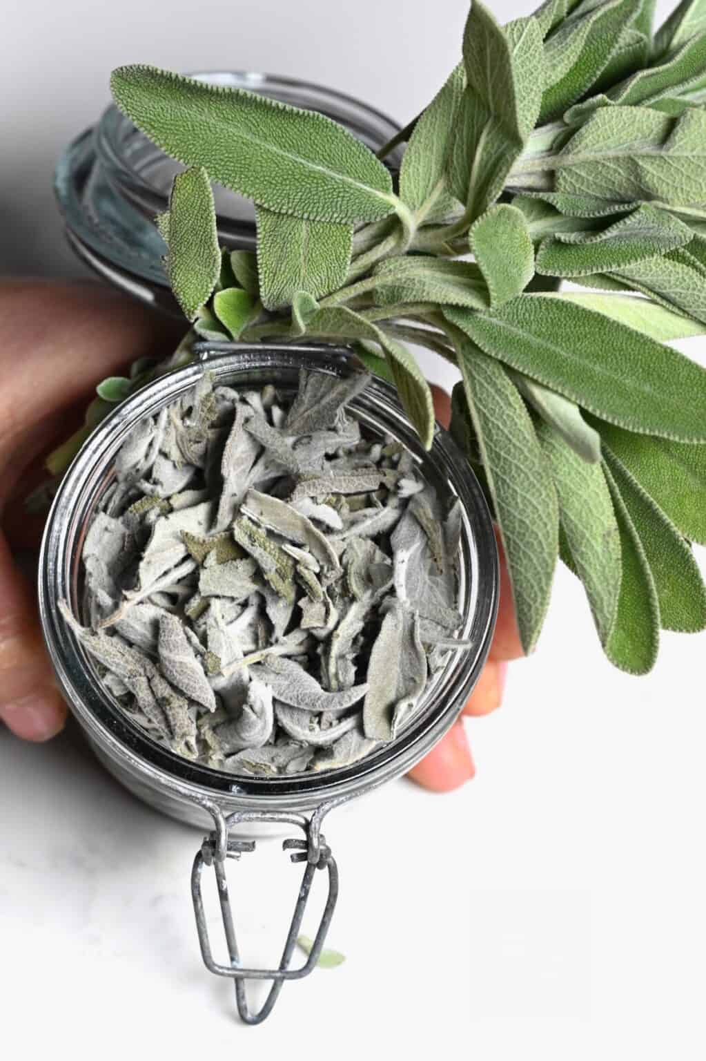 How to Dry Sage Leaves (4 Methods) Alphafoodie