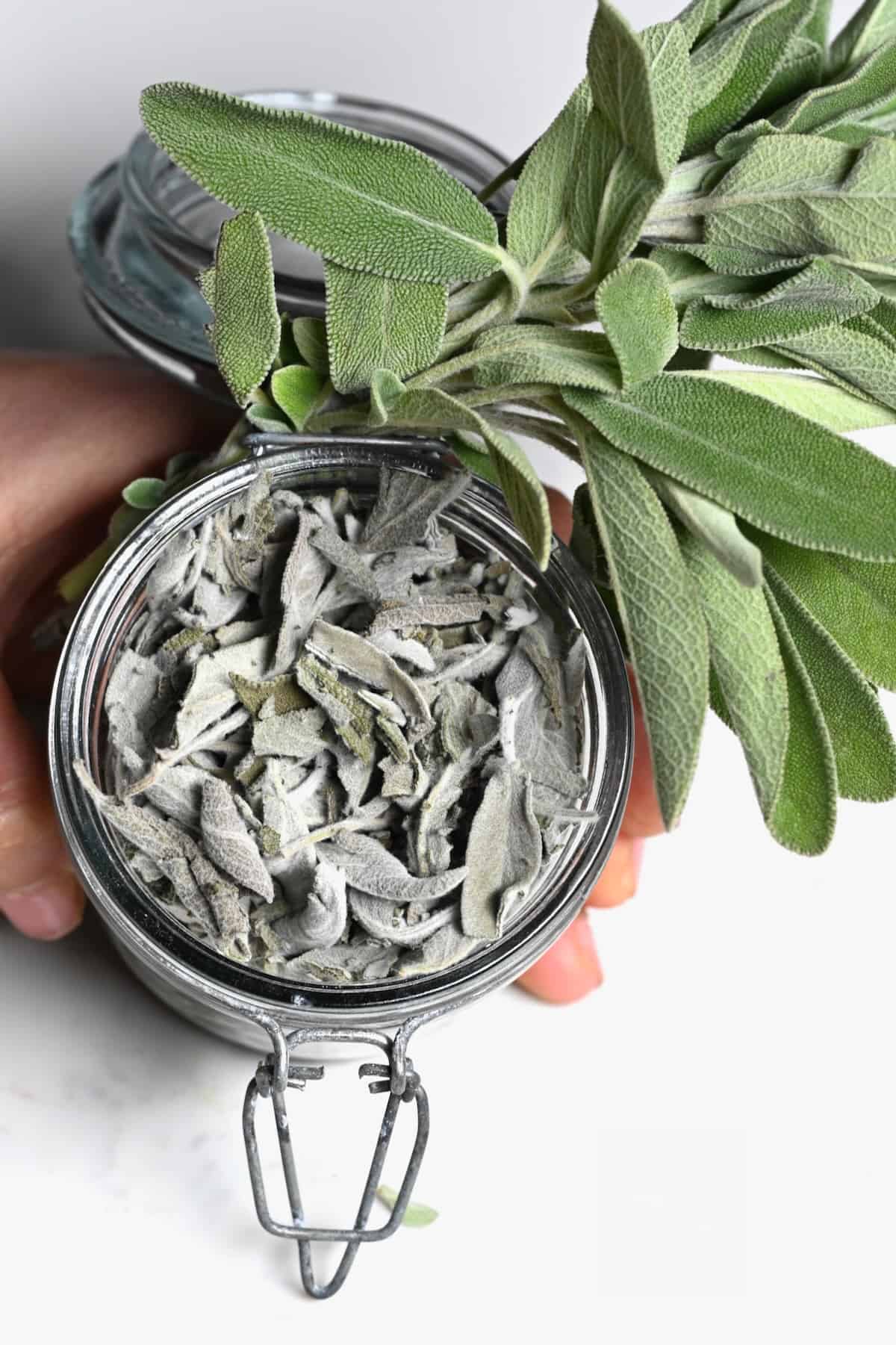 A jar with dried sage leaves and a small bundle of fresh sage