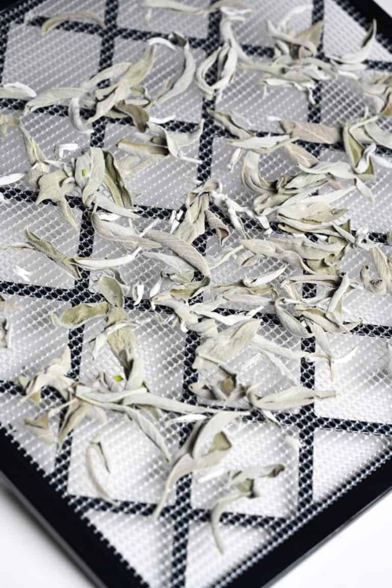 How to Dry Sage Leaves (4 Methods) Alphafoodie