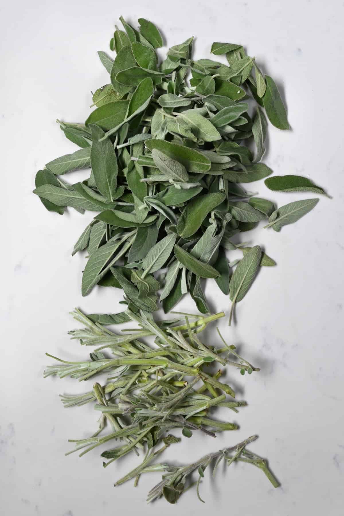 Sage leaves separated from stem
