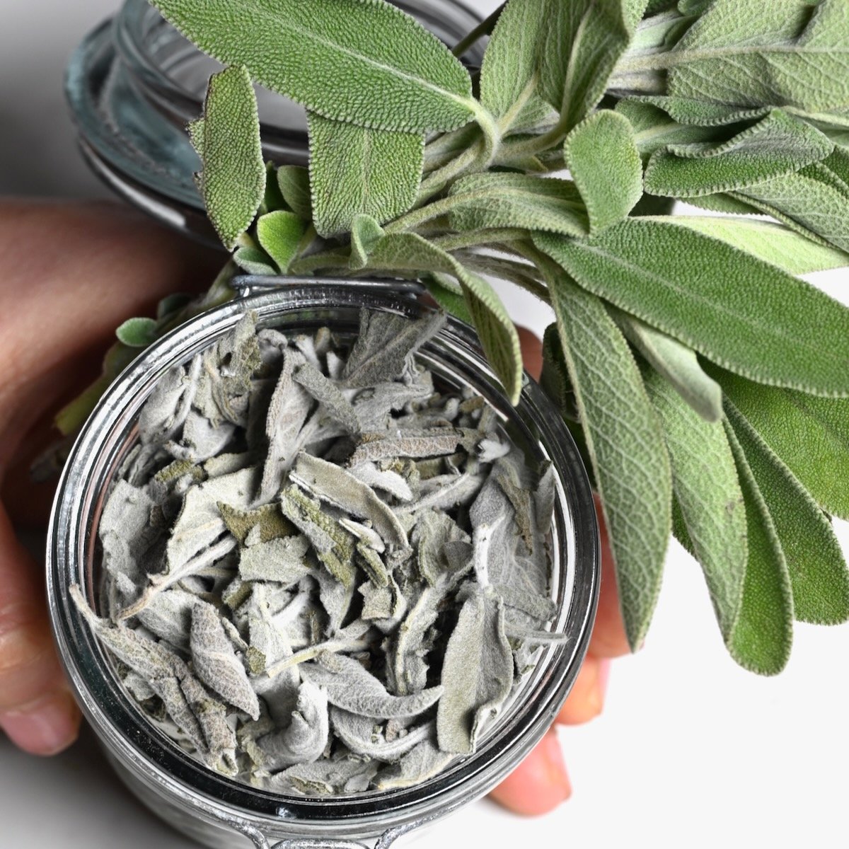 How to Dry Sage Leaves (4 Methods)-image