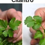 Parsley vs Cilantro: What's the Difference?