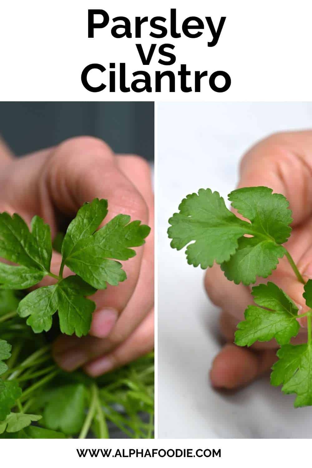 Parsley vs Cilantro What's the Difference? Alphafoodie