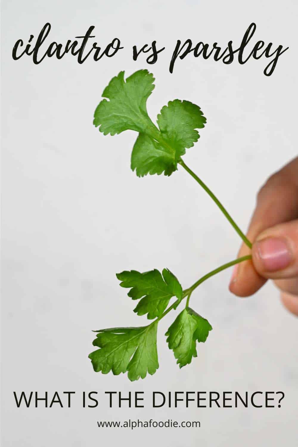 Parsley vs Cilantro What's the Difference? Alphafoodie
