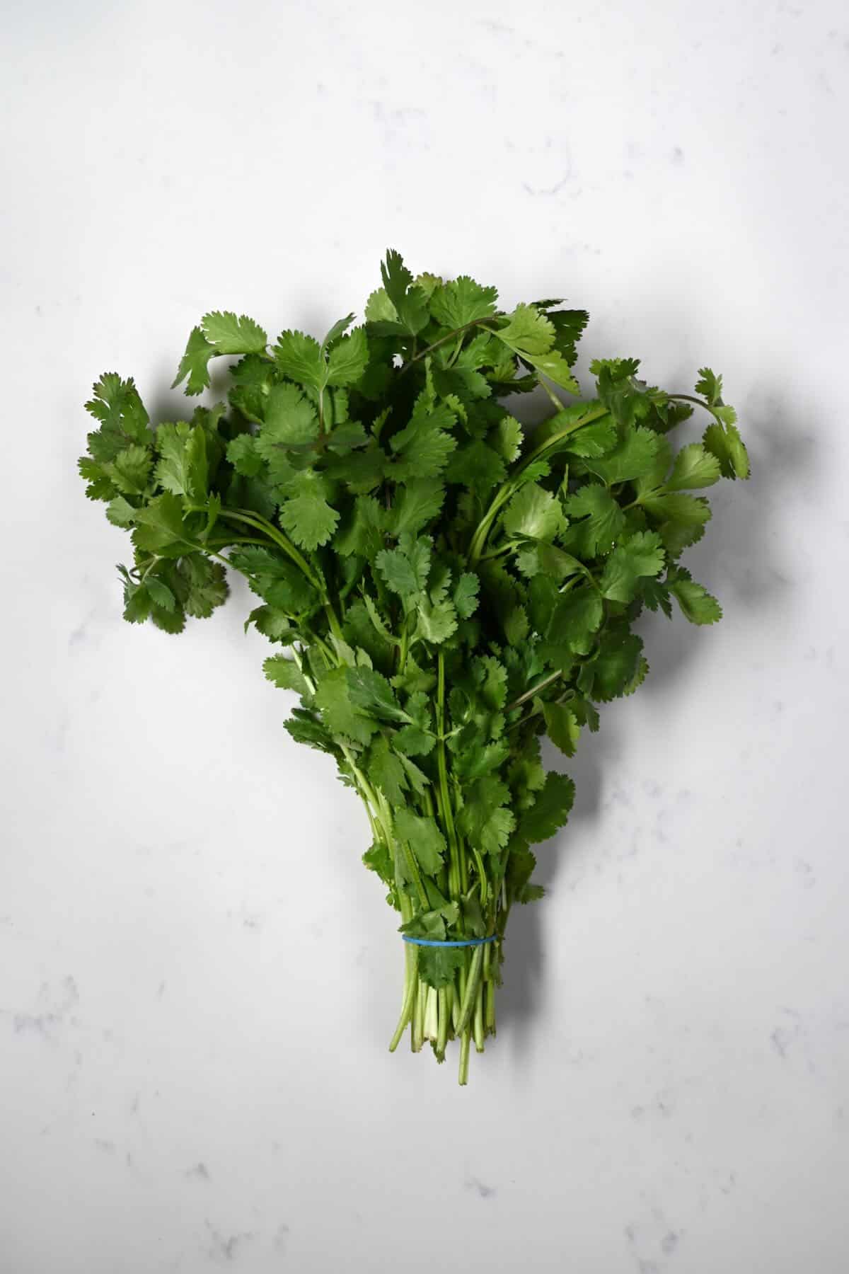 A bunch of cilantro