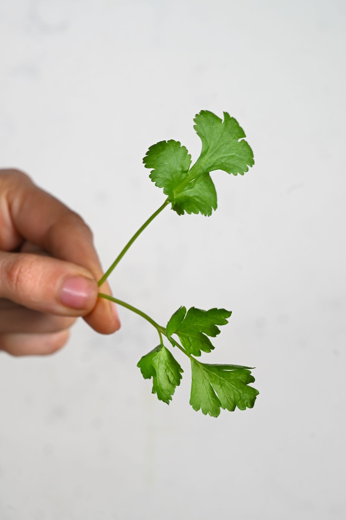 A stalk of parsley and a stalk of cilantro
