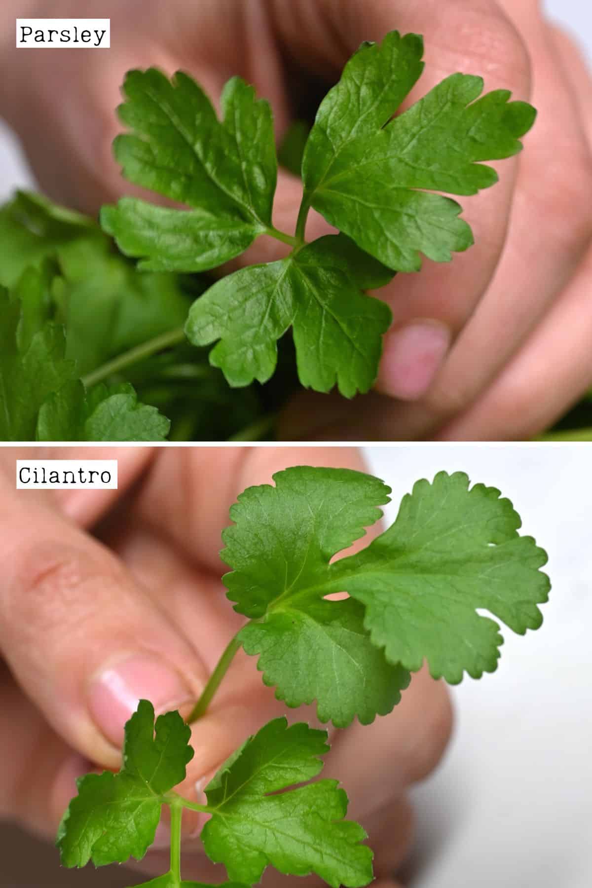 Parsley vs cilantro