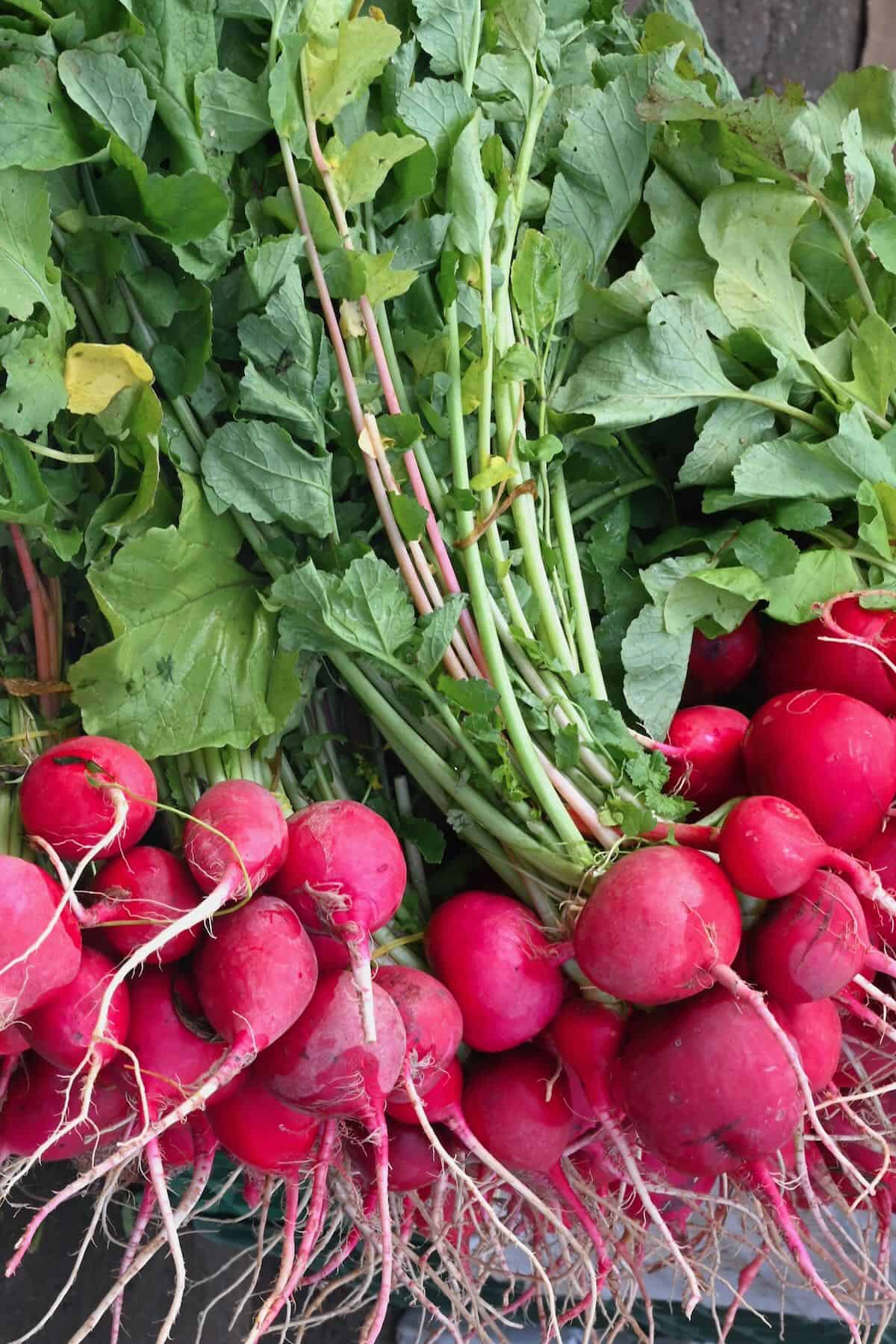 A bunch of radishes