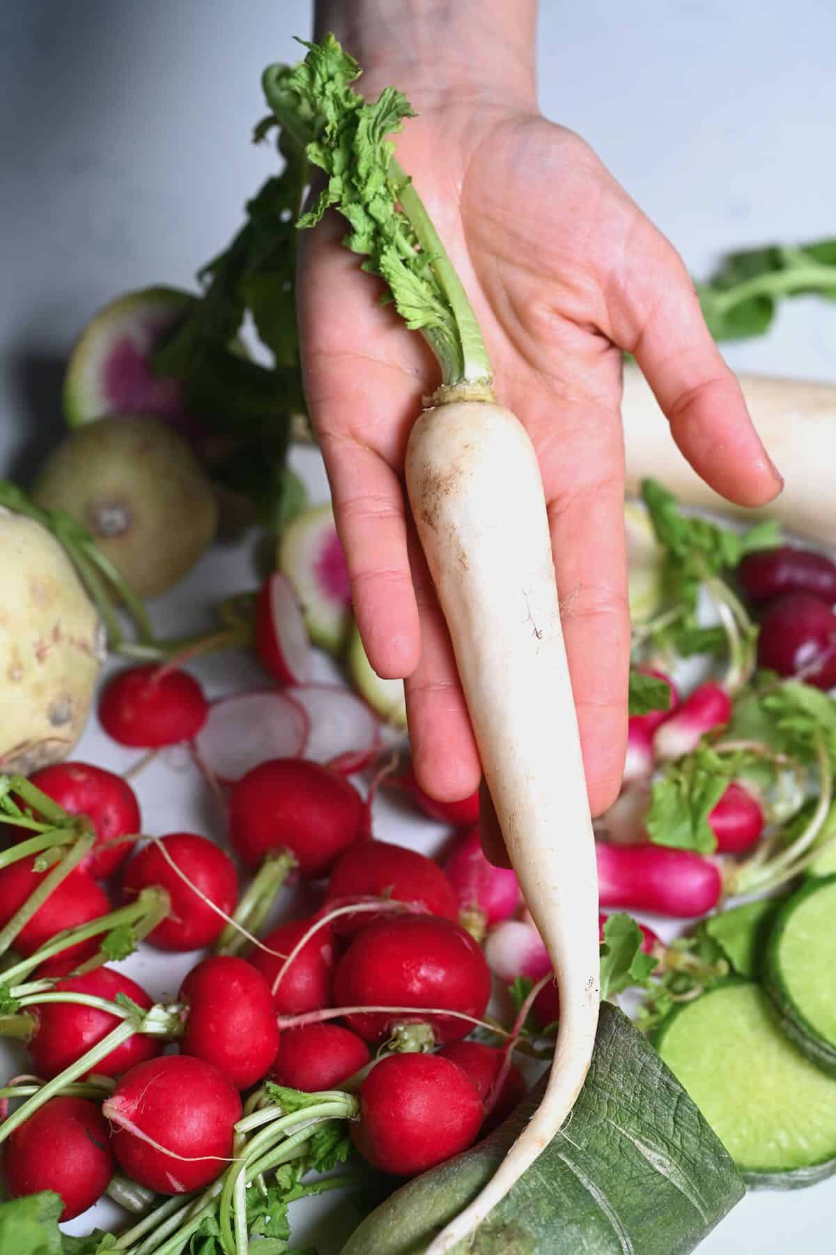 Daikon long white radish