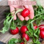 Radishes and What to Do with Them