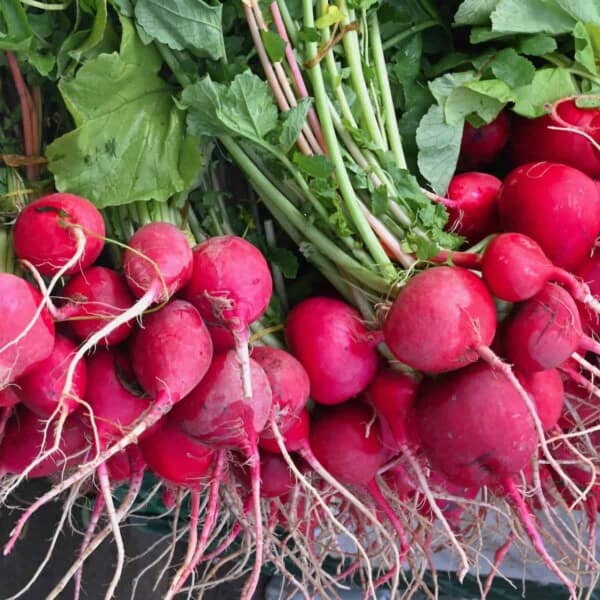 A bunch of radishes