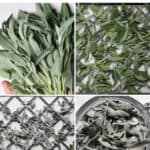 How to Dry Sage Leaves (4 Methods)