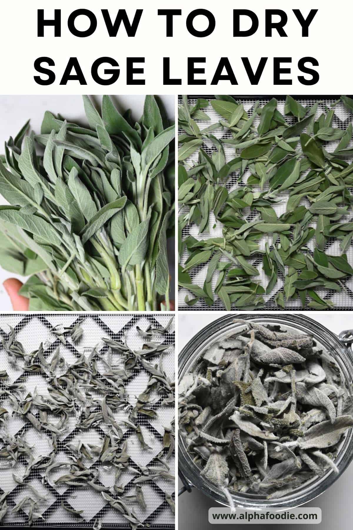 The Unexpected Herb That Elevates Spanish Dishes: Dry Sage - bwhlcek