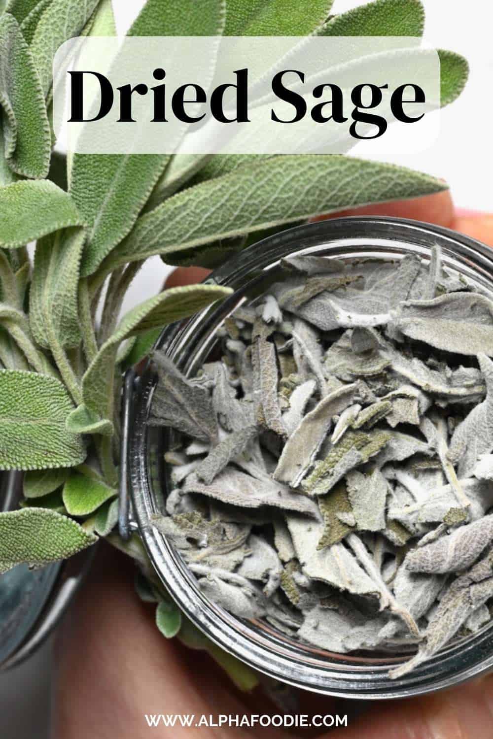 How to Dry Sage Leaves (4 Methods) Alphafoodie