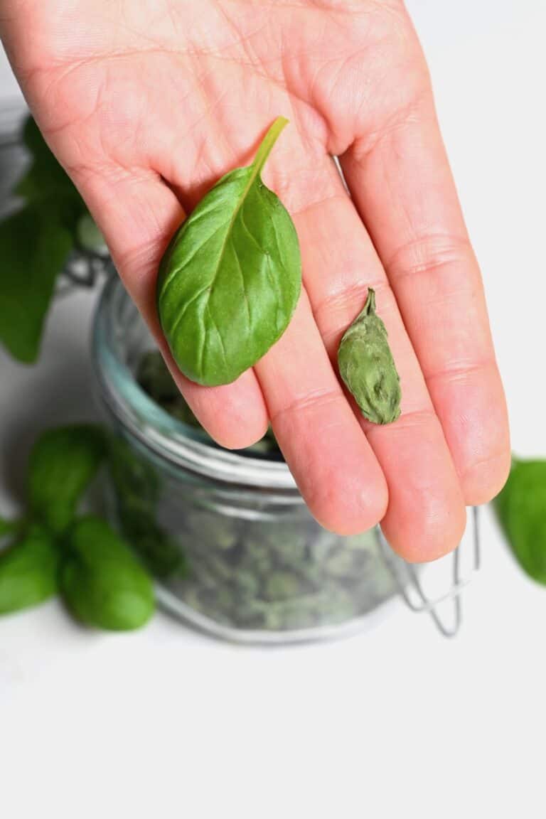 How to Dry Basil Leaves (3 Methods) Alphafoodie