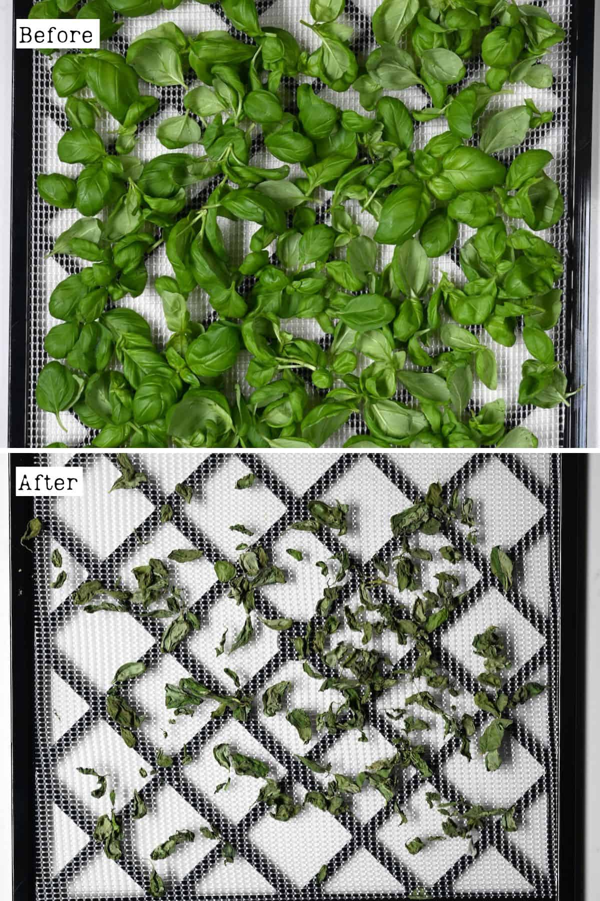 Before and after drying basil leaves