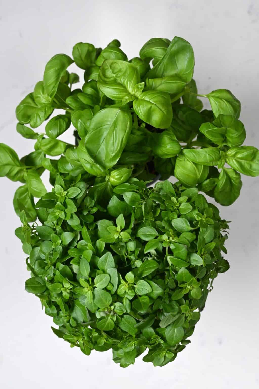 How to Dry Basil Leaves (3 Methods) Alphafoodie