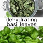 How to Dry Basil Leaves (3 Methods)