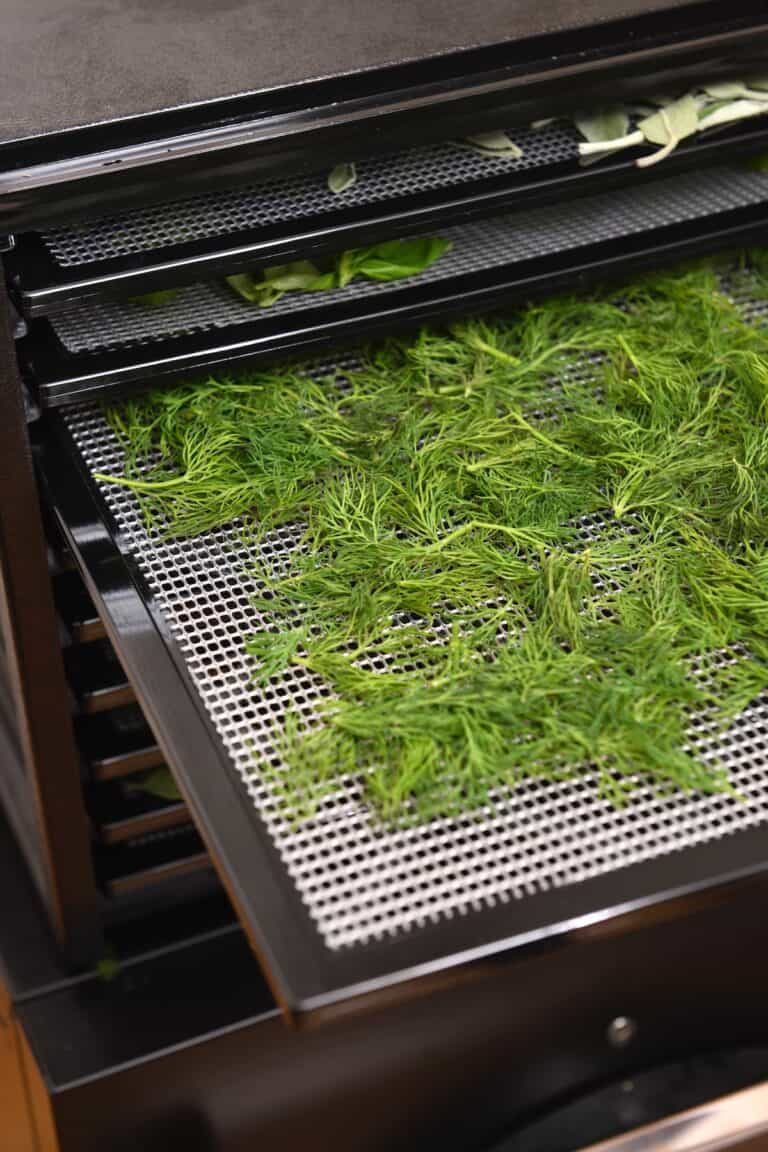 How to Dry Dill (3 Easy Ways) Alphafoodie