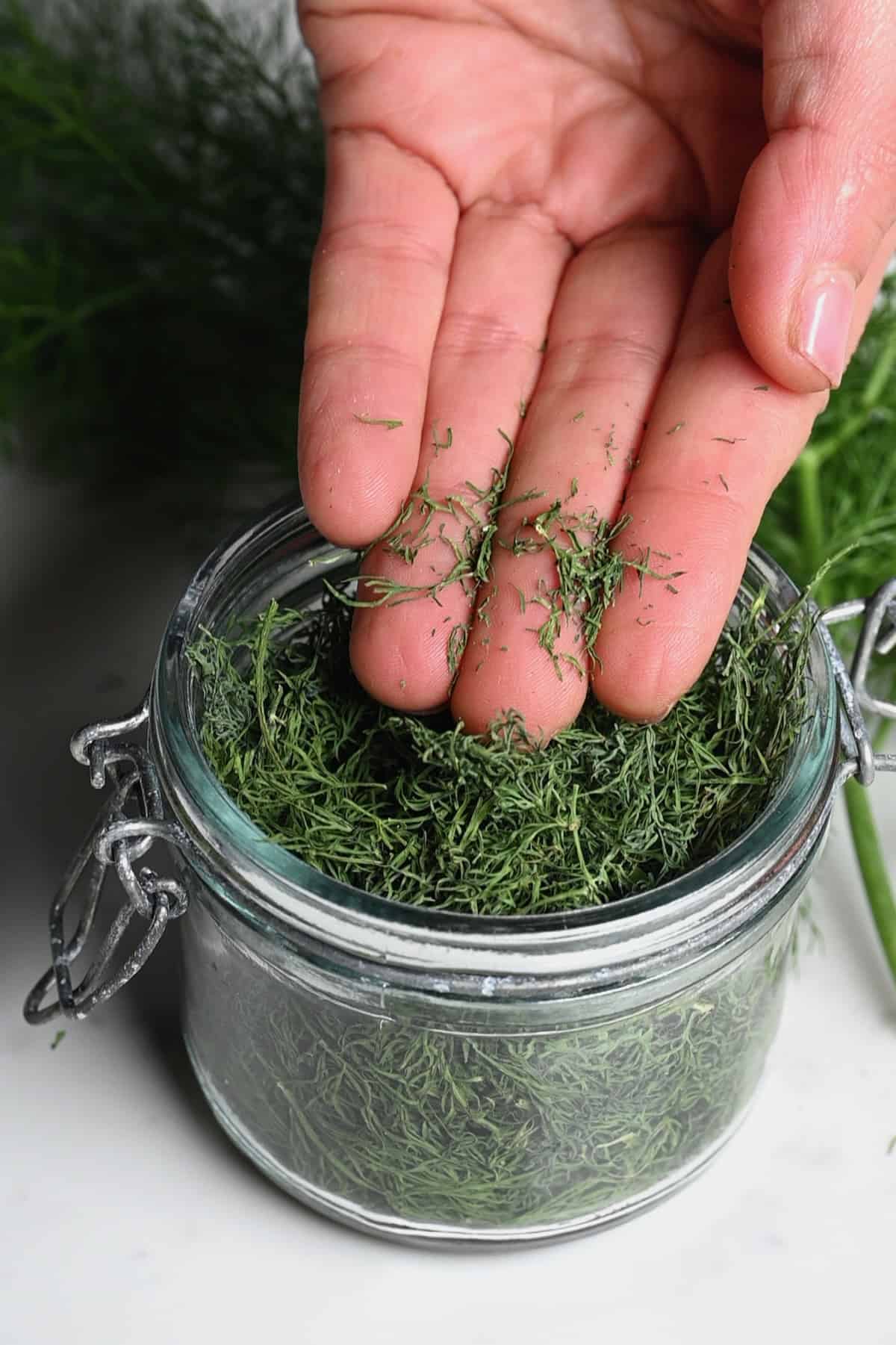 Dried dill in a hand
