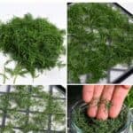 How to Dry Dill (3 Easy Ways)