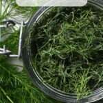 How to Dry Dill (3 Easy Ways)