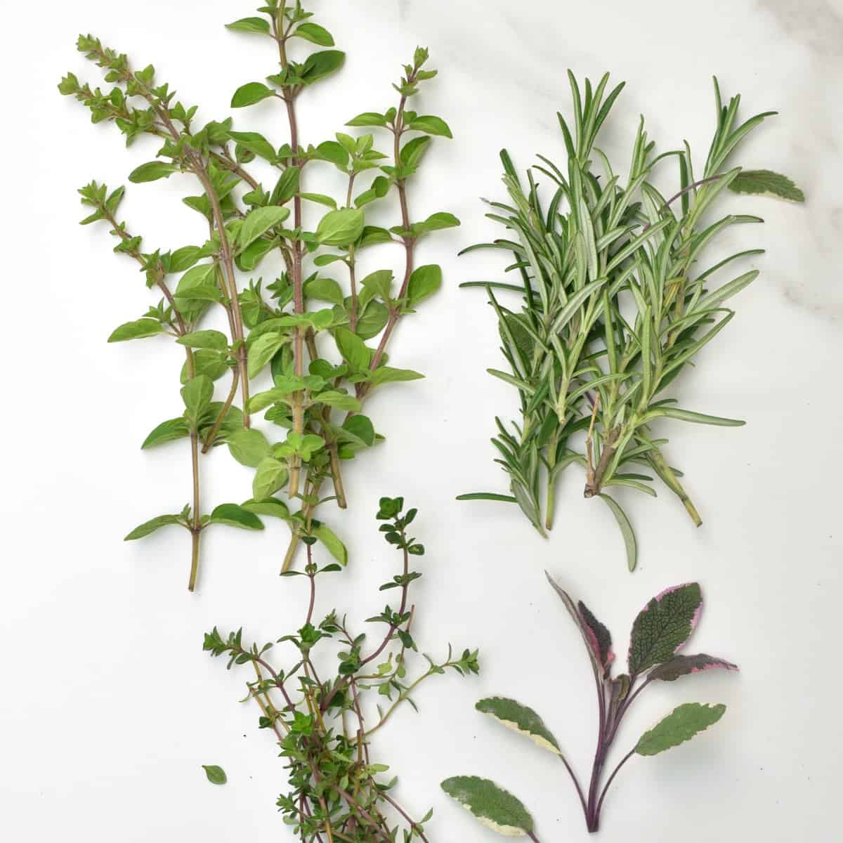 Small bunches of different fresh herbs