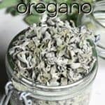 How to Dry Oregano (3 Methods)