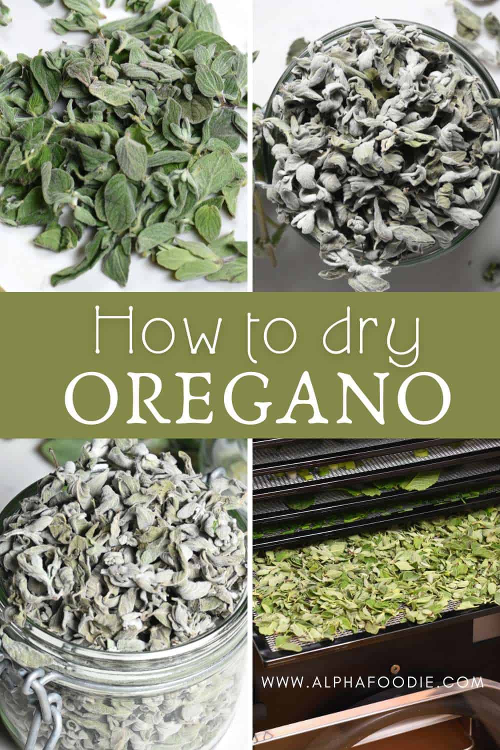 How to Dry Oregano (3 Methods) Alphafoodie