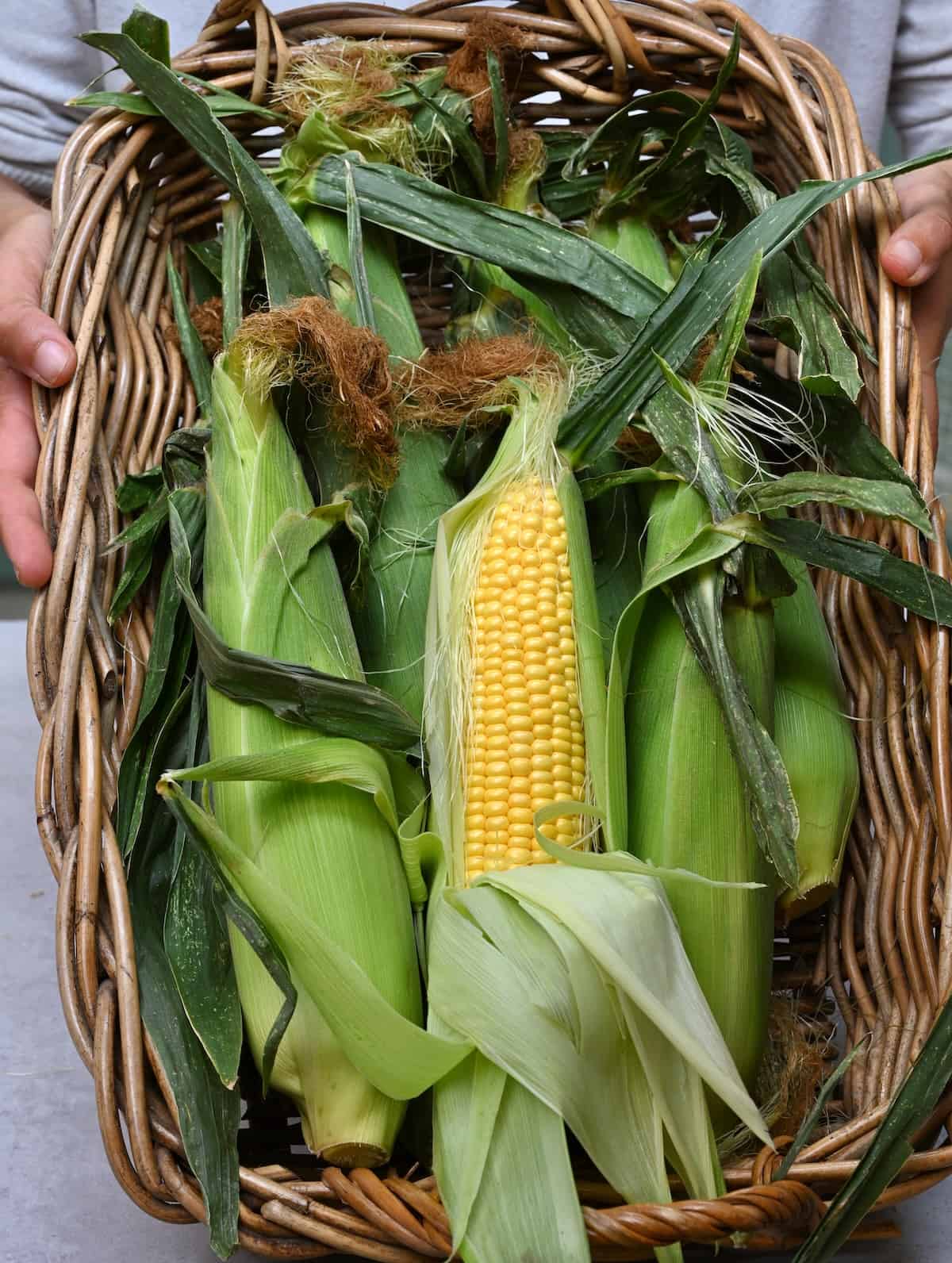 Corn on the cob in their husks in a basket
