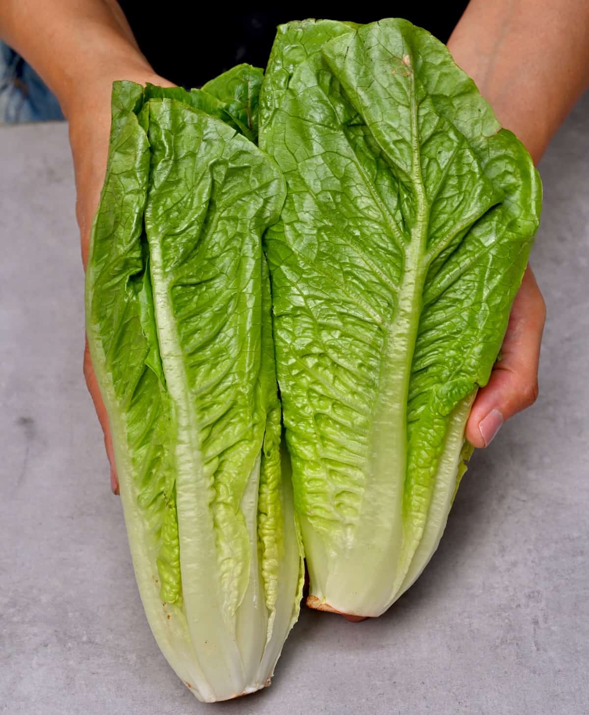 Two heads of Romaine lettuce