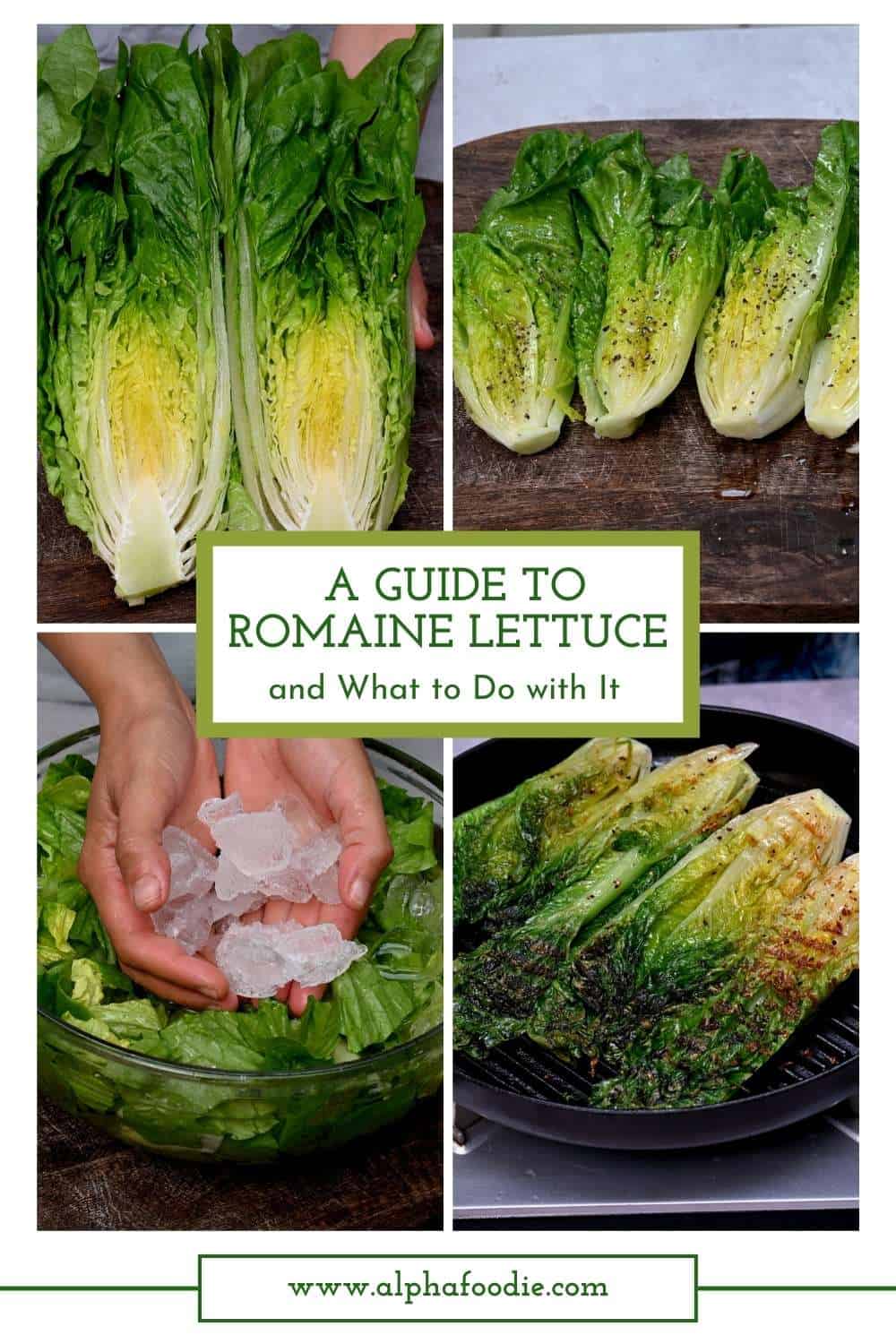 A Guide to Romaine Lettuce and What to Do with It Alphafoodie