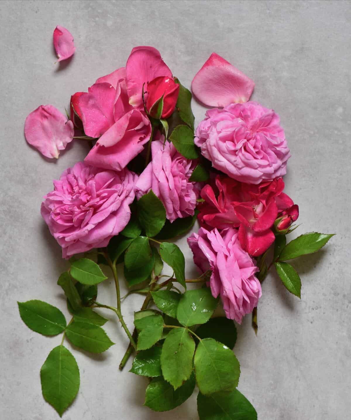 blossoms of fragrant organic roses