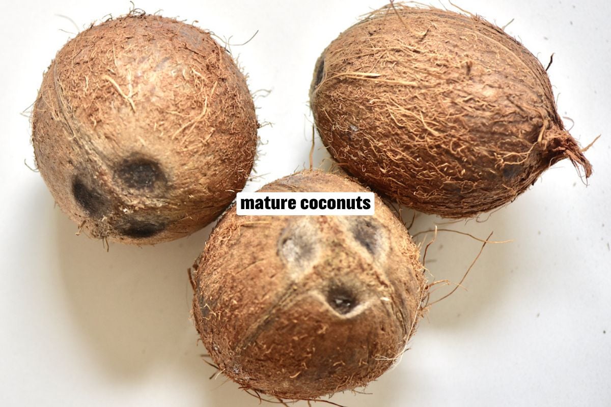 A photo of three whole mature coconuts.